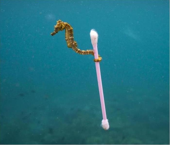Baby seahorse holding a q-tip