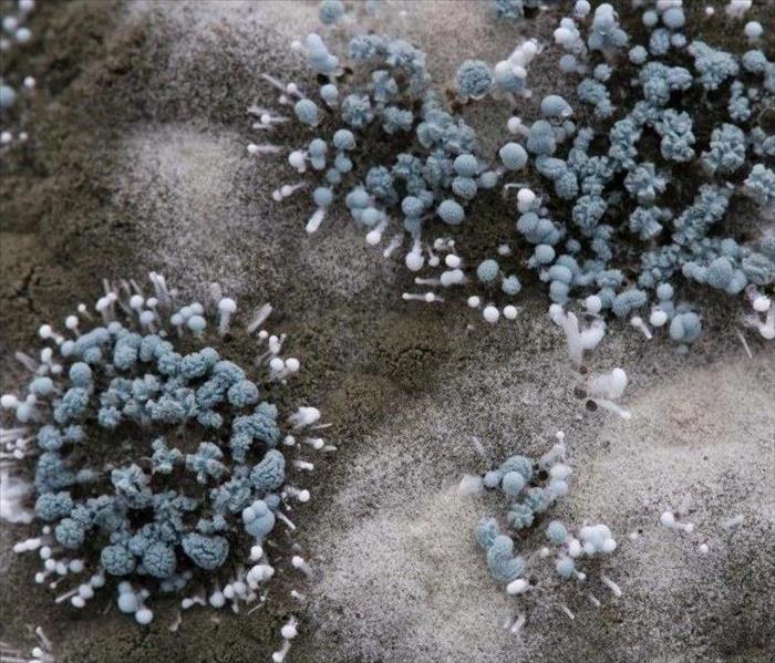 Mold spores under microscope 