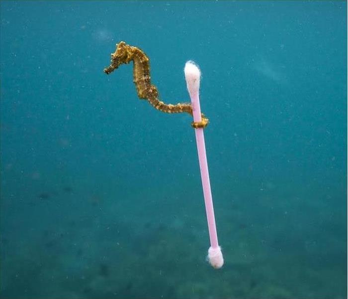  Baby seahorse holding a q-tip